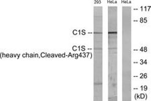 Western blot analysis of extracts from 293/HeLa cells, treated with etoposide 25uM 1h, using C1S (heavy chain,Cleaved-Arg437) Antibody. (C1S anticorps  (Cleaved-Arg437))