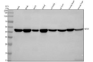 Western blot analysis of NCK1 using anti-NCK1 antibody (ABIN7605666).