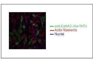 Spectral Confocal Microscopy of CHO cells using K? (EPH Receptor A2 anticorps)