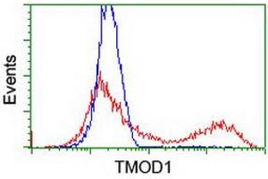 HEK293T cells transfected with either RC201134 overexpress plasmid (Red) or empty vector control plasmid (Blue) were immunostained by anti-TMOD1 antibody (ABIN2454774), and then analyzed by flow cytometry. (Tropomodulin 1 anticorps)