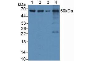 Western blot analysis of (1) Human HeLa cells, (2) Human HepG2 Cells, (3) Mouse RAW2647 Cells and (4) Mouse Spleen Tissue. (Caspase 8 anticorps  (AA 385-479))