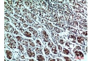 Immunohistochemistry (IHC) analysis of paraffin-embedded Human Stomach, antibody was diluted at 1:100.