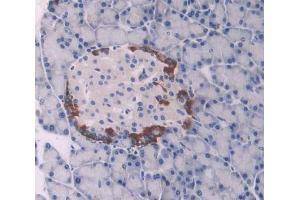 IHC-P analysis of pancreas tissue, with DAB staining. (UCP1 anticorps  (AA 179-296))