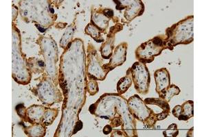 Image no. 4 for anti-Chloride Intracellular Channel 3 (CLIC3) (AA 137-237) antibody (ABIN465974)