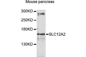 Western blot analysis of extracts of mouse pancreas, using SLC12A2 antibody (ABIN4905174) at 1:3000 dilution. (SLC12A2 anticorps)