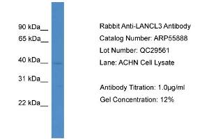 WB Suggested Anti-LANCL3  Antibody Titration: 0. (LANCL3 anticorps  (C-Term))