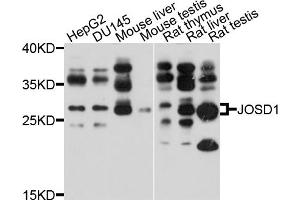 Western blot analysis of extracts of various cell lines, using JOSD1 antibody (ABIN4904114) at 1:1000 dilution.