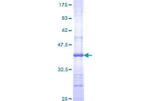 Image no. 1 for Polymerase (RNA) II (DNA Directed) Polypeptide G (POLR2G) (AA 1-110) protein (GST tag) (ABIN1315680)