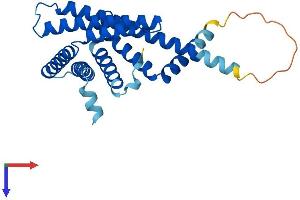 AlphaFold protein structure predicition of Human Recombinant PEX11B Protein, UniprotID O96011