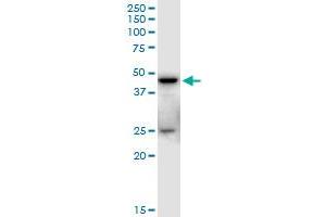 SHARPIN MaxPab polyclonal antibody.