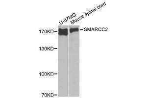 Western blot analysis of extracts of various cell lines, using SMARCC2 antibody. (SMARCC2 anticorps  (AA 150-250))