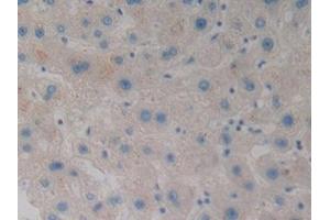 Detection of WNT3A in Human Liver Tissue using Polyclonal Antibody to Wingless Type MMTV Integration Site Family, Member 3A (WNT3A)