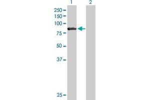 Western Blot analysis of CARS expression in transfected 293T cell line by CARS MaxPab polyclonal antibody.