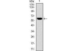 Western blot analysis using MMP3 mAb against human MMP3 (AA: 189-441) recombinant protein.