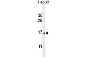 CST9 Antibody (C-term) western blot analysis in HepG2 cell line lysates (35µg/lane). (CST9 anticorps  (C-Term))