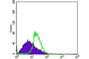 Flow cytometric analysis of MSCS cells using DDX4 mouse mAb (green) and negative control (purple).