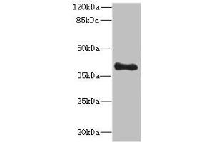 Western blot All lanes: TFEC antibody at 3 μg/mL + MDA-MB-231 whole cell lysate Secondary Goat polyclonal to rabbit IgG at 1/10000 dilution Predicted band size: 39, 36, 23, 32 kDa Observed band size: 39 kDa (TFEC anticorps  (AA 1-197))