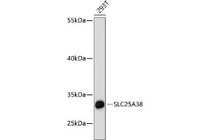 Western blot analysis of extracts of 293T cells, using SLC25 antibody (ABIN6128769, ABIN6147928, ABIN6147929 and ABIN6217136) at 1:3000 dilution. (SLC25A38 anticorps  (AA 140-220))