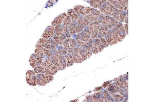 Immunohistochemistry of paraffin-embedded mouse pancreas using TIMM50 Rabbit mAb (ABIN1513120, ABIN3022092, ABIN3022093 and ABIN7101443) at dilution of 1:100 (40x lens).