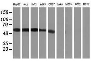 Image no. 4 for anti-Potassium Inwardly-Rectifying Channel, Subfamily J, Member 3 (KCNJ3) (AA 279-501) antibody (ABIN1491310)