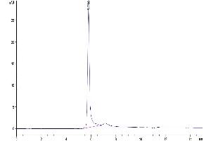 The purity of Human CD209 is greater than 95 % as determined by SEC-HPLC.