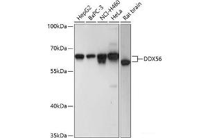 Western blot analysis of extracts of various cell lines using DDX56 Polyclonal Antibody at dilution of 1:3000. (DDX56 anticorps)