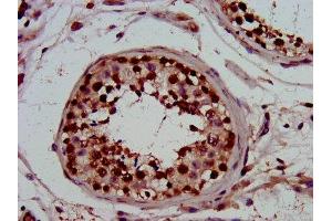 IHC image of ABIN7162855 diluted at 1:800 and staining in paraffin-embedded human testis tissue performed on a Leica BondTM system. (PIN4 anticorps  (AA 1-131))
