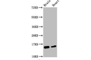 Western Blot Positive WB detected in Mouse brain tissue,Mouse heart tissue All lanes Di-methyl-Histone H3. (Recombinant HIST1H3A anticorps  (H3K4me2))