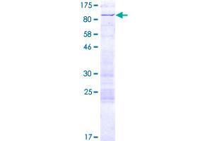 Image no. 1 for AT Rich Interactive Domain 3A (BRIGHT-Like) (ARID3A) (AA 1-593) protein (GST tag) (ABIN1345575)