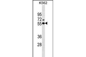 ESR2 Antibody (Center)(Ascites) ABIN1537698 western blot analysis in K562 cell line lysates (35 μg/lane). (ESR2 anticorps  (AA 369-397))