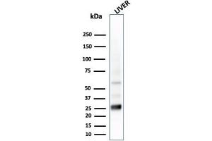 Western Blot Analysis of liver tissue lysate using GSTMu2 Mouse Monoclonal Antibody (CPTC-GSTMu2-2). (GSTM4 anticorps)
