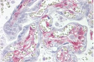 Immunohistochemistry with Placenta tissue at an antibody concentration of 5µg/ml using anti-LGALS1 antibody (ARP58491_P050)
