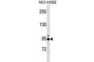 Western Blotting (WB) image for anti-Janus Kinase and Microtubule Interacting Protein 2 (JAKMIP2) antibody (ABIN3000763) (JAKMIP2 anticorps)