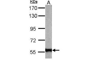 WB Image Sample (50 ug of whole cell lysate) A: mouse liver 7.