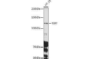 Western blot analysis of extracts of HT-29 cells, using TERT antibody (ABIN3017111, ABIN3017112, ABIN3017113, ABIN1682996 and ABIN6219958) at 1:1000 dilution.
