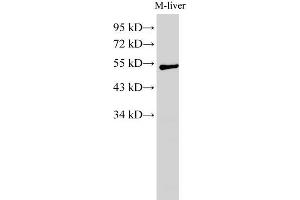 Western Blot analysis of Mouse liver using GCK Polyclonal Antibody at dilution of 1:1000 (GCK anticorps)