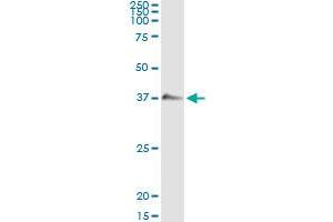 Immunoprecipitation of GZMB transfected lysate using anti-GZMB monoclonal antibody and Protein A Magnetic Bead , and immunoblotted with GZMB MaxPab rabbit polyclonal antibody.
