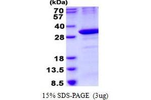 Image no. 1 for Ornithine Decarboxylase Antizyme 1 (OAZ1) (AA 1-228) protein (His tag) (ABIN1098382)