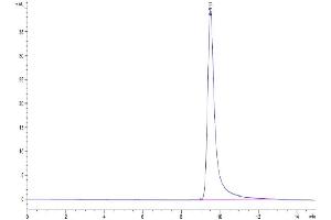 The purity of Cynomolgus ANGPTL4 is greater than 95 % as determined by SEC-HPLC.