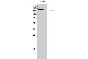 Western Blotting (WB) image for anti-Splicing Factor, Arginine/serine-Rich 14 (SFRS14) (Internal Region) antibody (ABIN3186925) (SFRS14 anticorps  (Internal Region))