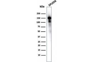 Western Blot Analysis of Spleen tissue lysate using CD163 Mouse Monoclonal Antibody (M130/1210).