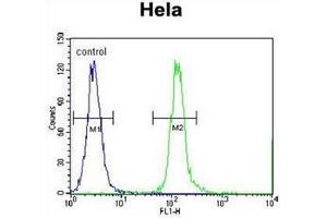 anti-Cleavage and Polyadenylation Specific Factor 4-Like (CPSF4L) (C-Term) antibody