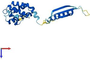 AlphaFold protein structure predicition of Mouse Recombinant Commd3 Protein, UniprotID Q63829
