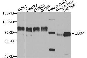 Western blot analysis of extracts of various cell lines, using CBX4 antibody. (CBX4 anticorps)