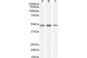 (ABIN185373) (1 μg/mL) staining of Human Placenta (A), Mouse Brain (B) and (0.