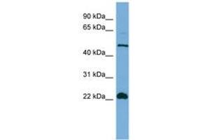 Image no. 1 for anti-Hemogen (HEMGN) (N-Term) antibody (ABIN6745663) (HEMGN anticorps  (N-Term))