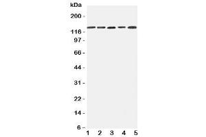 Western blot testing of Integrin alpha 7 antibody and Lane 1:  293T (ITGA7 anticorps  (C-Term))