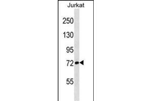 G7L Antibody (E37) 1813a western blot analysis in Jurkat cell line lysates (35 μg/lane). (ATG7 anticorps  (N-Term))