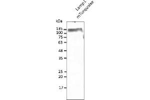 Western Blotting (WB) image for anti-mTurquoise Fluorescent Protein antibody (ABIN7273076) (mTurquoise Fluorescent Protein anticorps)