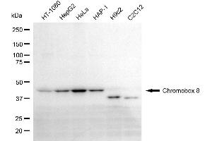 Western blotting analysis using chromobox 8 antibody (ABIN7798066).